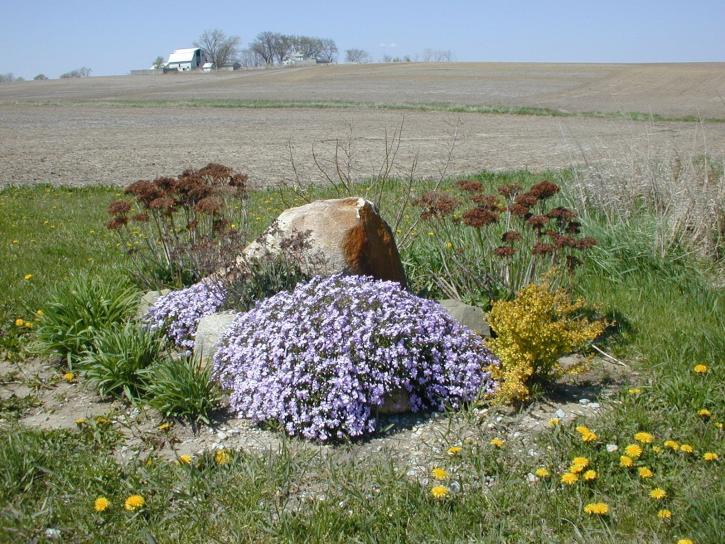 violet, flowers, front, rock
