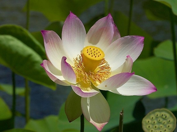 flower, lily, water, beautiful, white flower