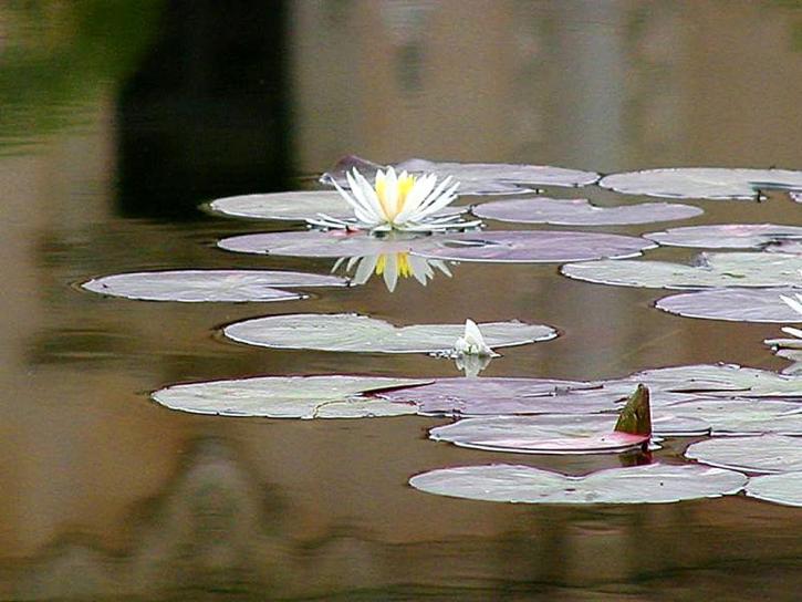 Lilly, lillies, rybníky, lillypads