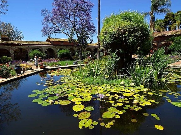 lilly, lotus, flower, pond