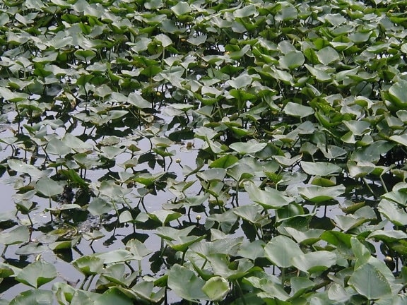lillypads, pond