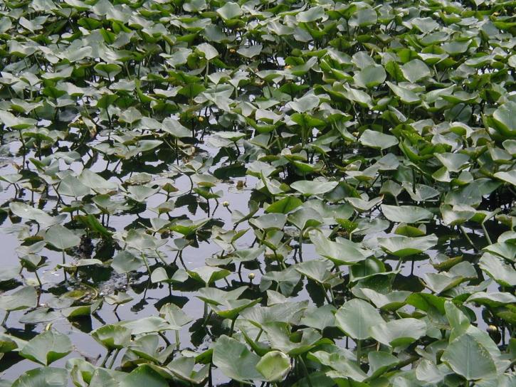 lillypads, pond