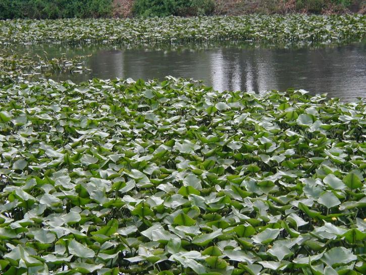 lily pads, pond, flowers, lotus, lake