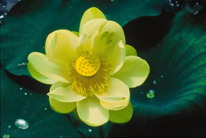 Lotus blomst nelumbo, nucifera