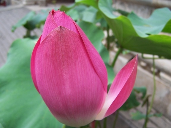 Lotus, Blume, rot