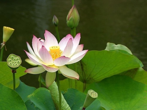 lotus, flowers