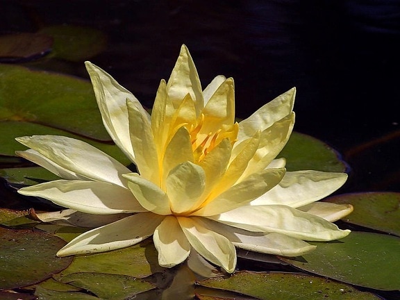 Lotus, žlté kvety