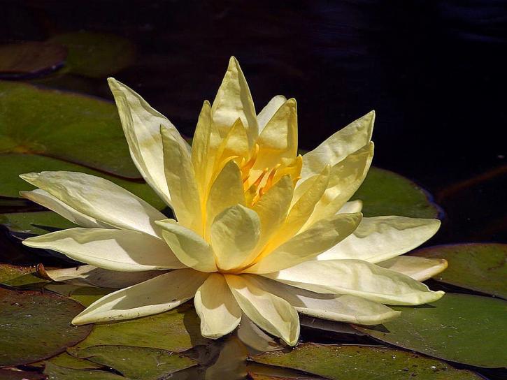 Lotus, gul blomma