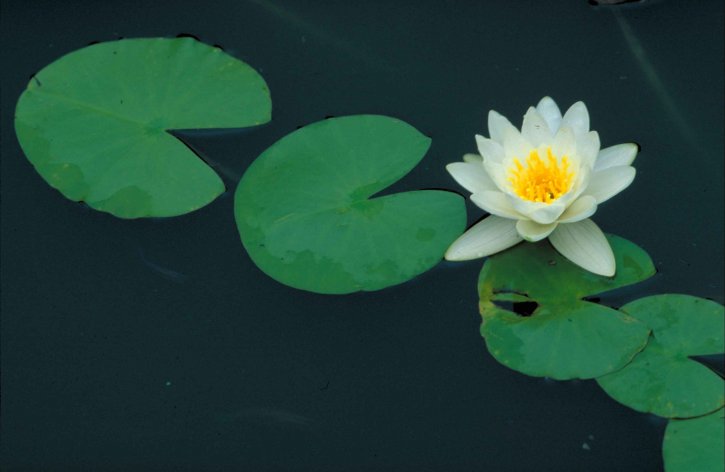 nymphaea, odorata, fragrant, water, lily, flower