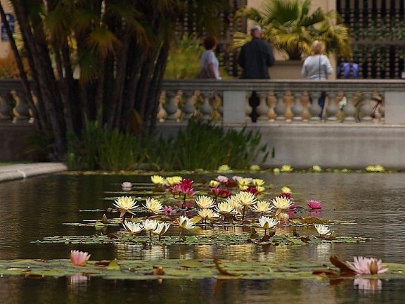 연못, 릴리, lillies, 꽃