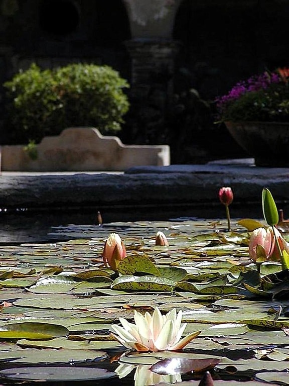 kolam, lillypads, lillies, bunga