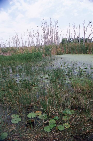swampy, area, lily, pads, reeds, surrounded, dead, trees