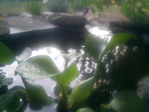 water, droplets, water, lily, fish, pond