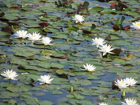 liljat, vesi, nelumbo lutea, amerikkalainen, lotus, valkoiset kukat
