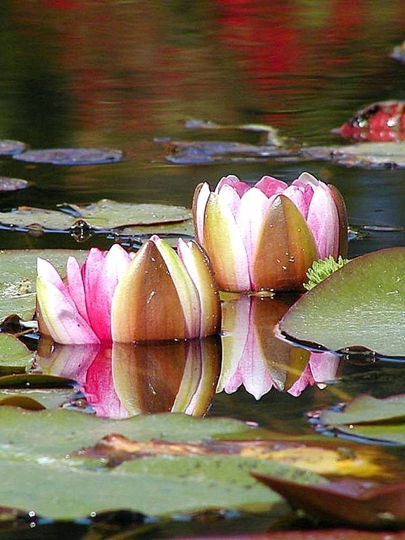 water, lillies
