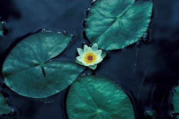 вода, Лилия, цвете, nelumbo, lutea, американски, lotus