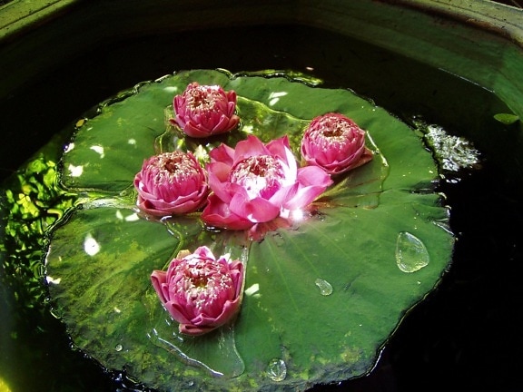 water, lily, lotus, flower