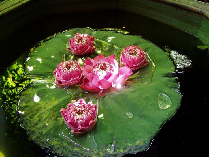 vann, lily, lotus, blomst