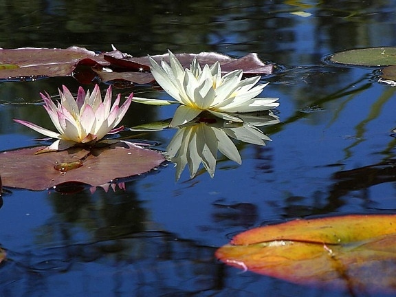 water, lily, lotus, flowers, plants