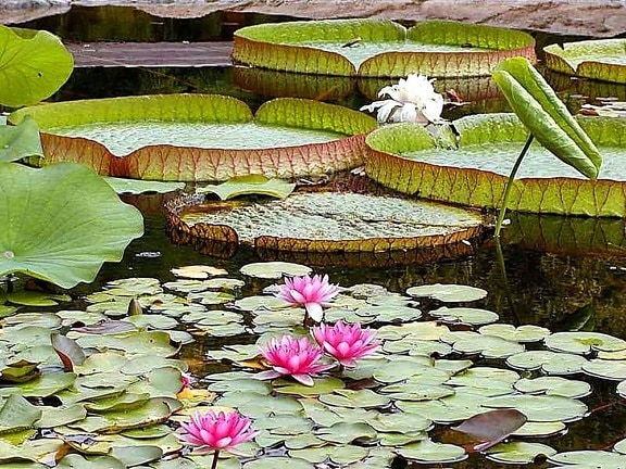 water, lily, pads, ponds