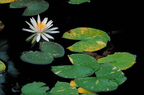 white, water, lily, fragrant, water, lily, flower, nymphaea, odorata, blossom, leaves, floating, water