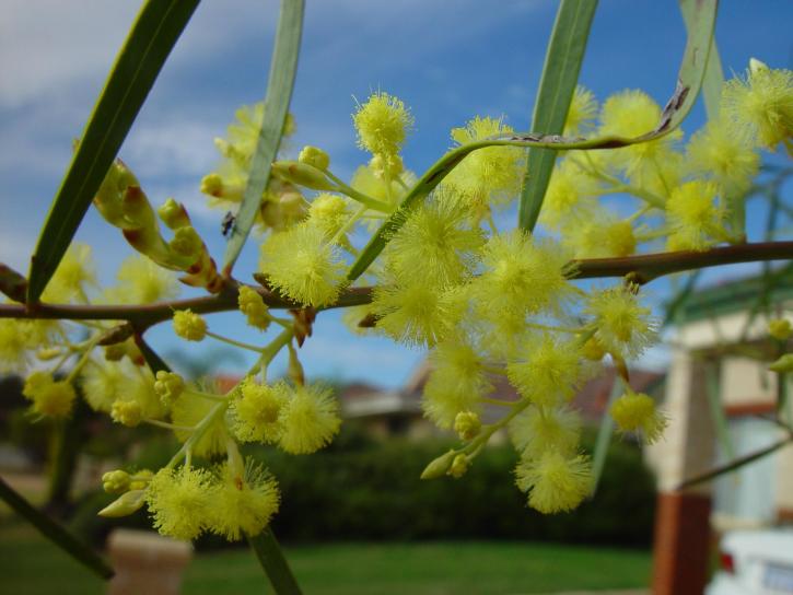wattle, blossom, up-close, yellowish plant