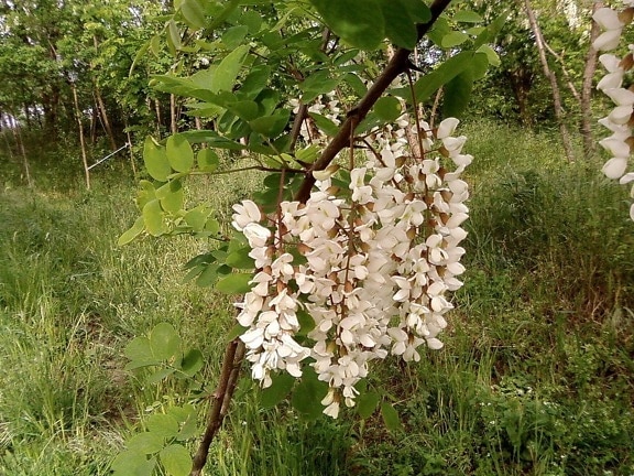 white, acacia, flowers