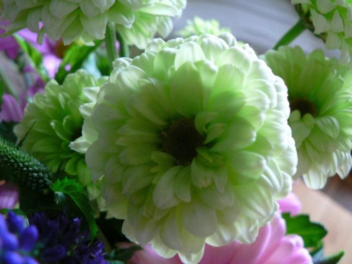 white, green, flower