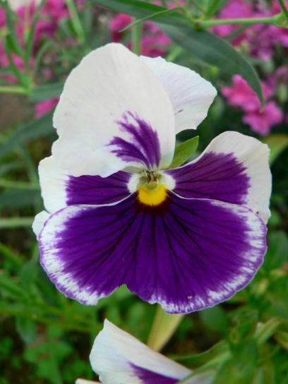 white, violet, flower