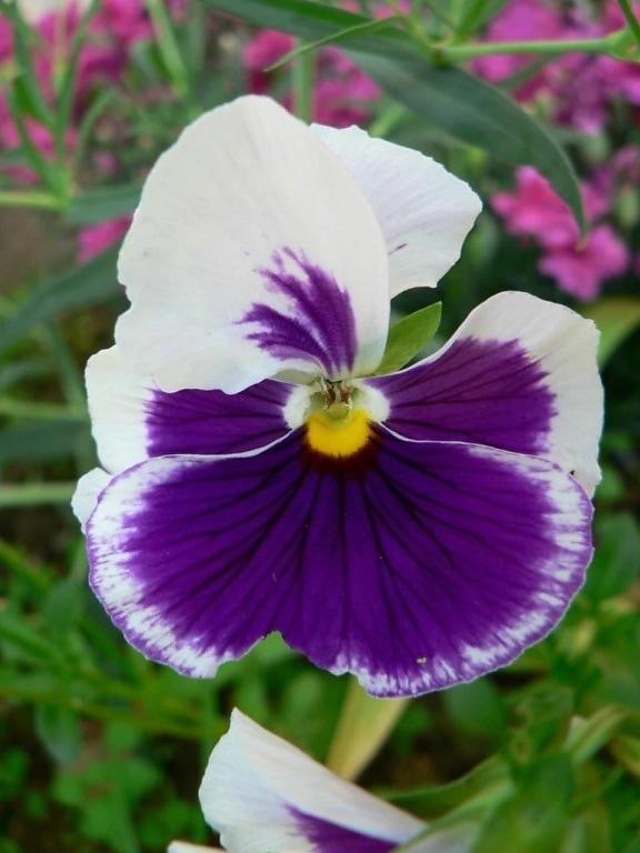 white, violet, flower