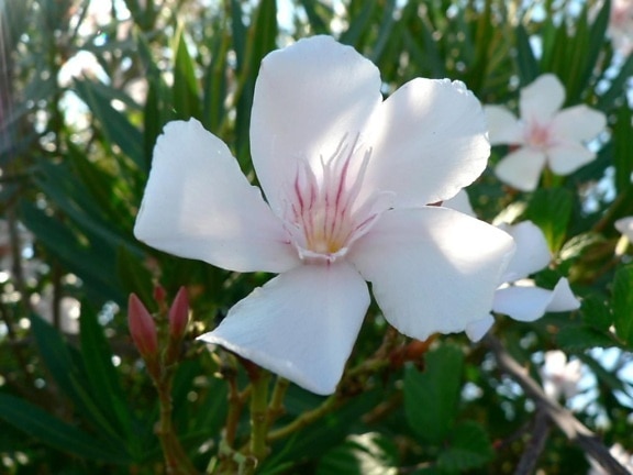 hvit, stor blomst