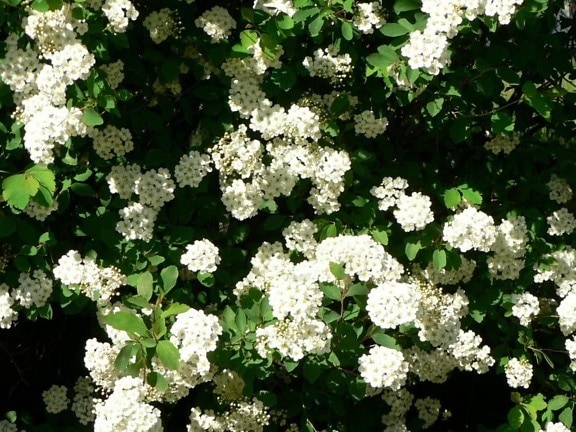white flowers, bush, flowers, tree, summer