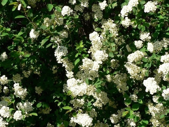 vit, bush, blommor, träd
