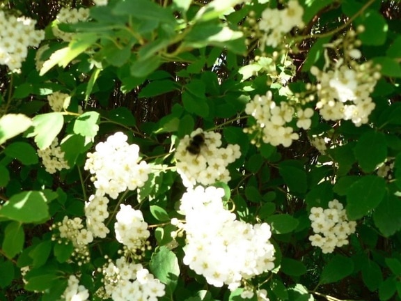 white, bush, flowers, bee