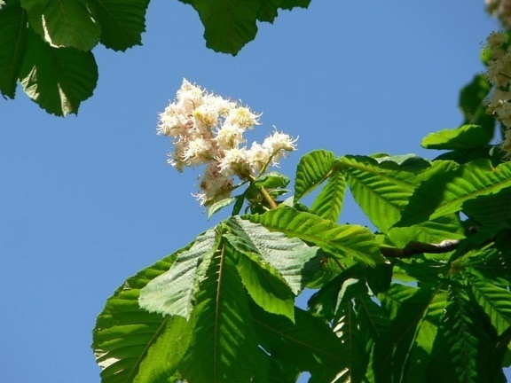 สีขาว เกาลัด ต้นไม้ ดอกไม้