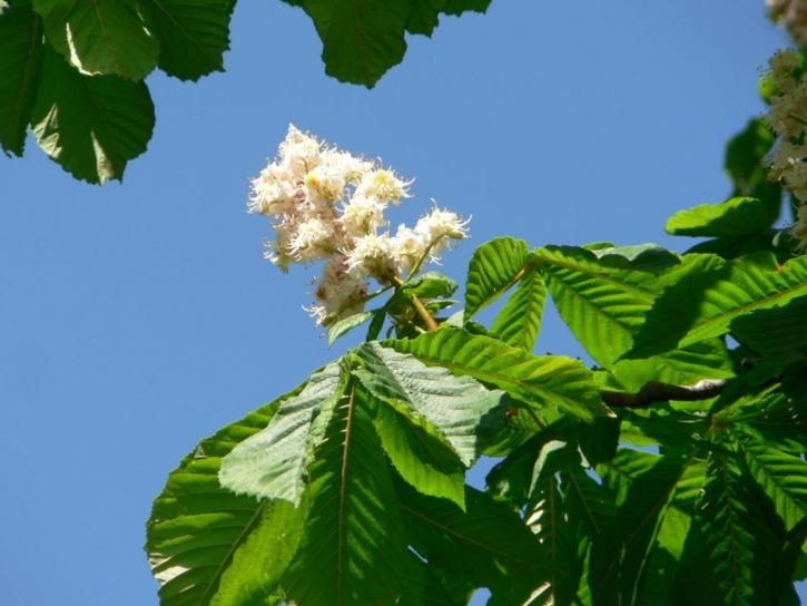 Castanea sativa, chestnut, white chestnut, tree, flowers