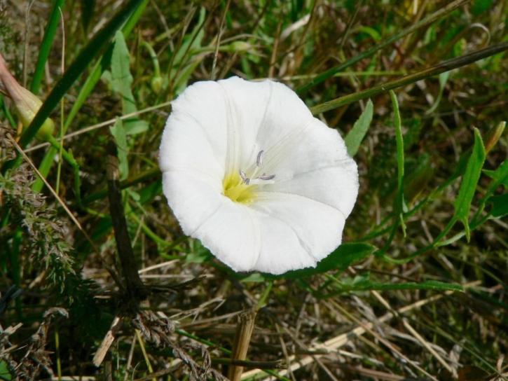witte bloem
