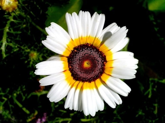 white flower, blooming, garden