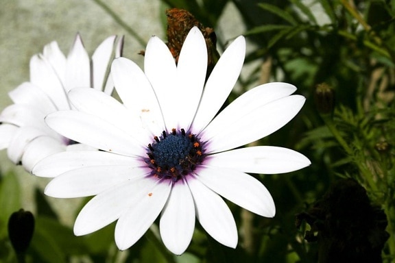Белый цветок, черный, ядро