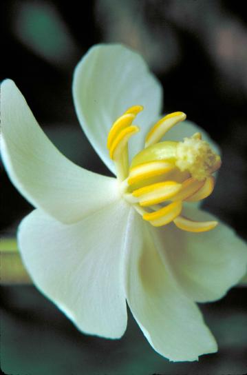 white flowered, mayapple, plant, flower, podophyllum, peltatum