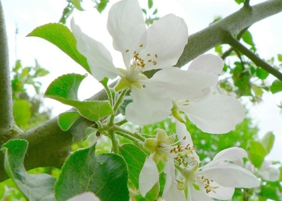 white flowers, tree