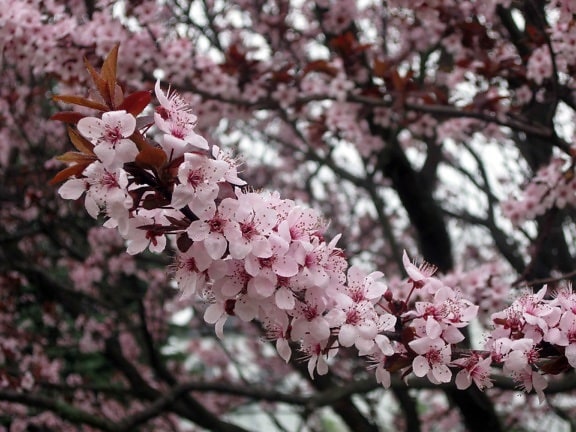 divlja trešnja, cvatu, grana