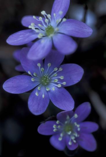 up-close, mit lila Blumen, roundlobe, hepatica, Pflanze