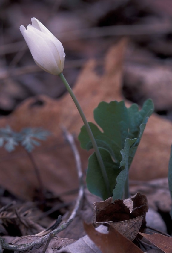 up-close, bloodroot, weiße Blume, Flora