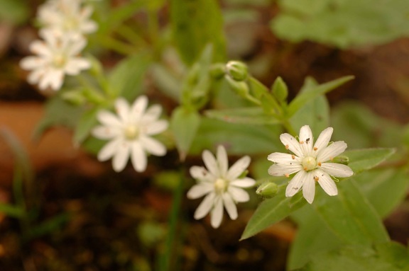 up-close, white, star, chickweed, flower, stellaria, pubera, bloom