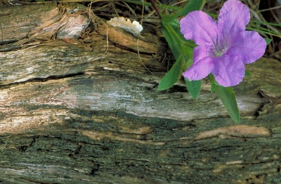 Пурпурна квітка Дикий петунії, Рута, caroliniensis, журналу