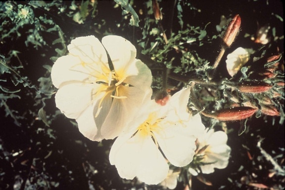 안티 오크, 언덕, 달맞이꽃, oenothera, deltoides