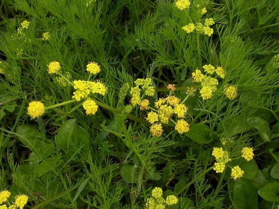 Bradshaws, Lomatium, fiore