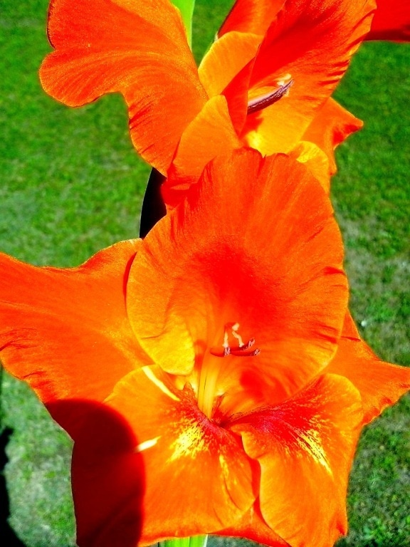brillante, flor de naranja, pétalos de flor,