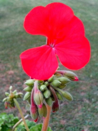 helle, rote Blume, Blütenblätter, close